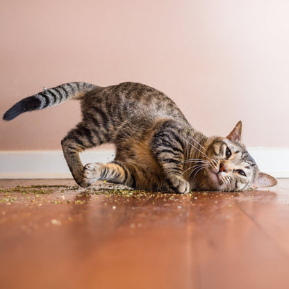 Catnip Garden, Catnip Cup, Cat Toy, 2.5 Oz