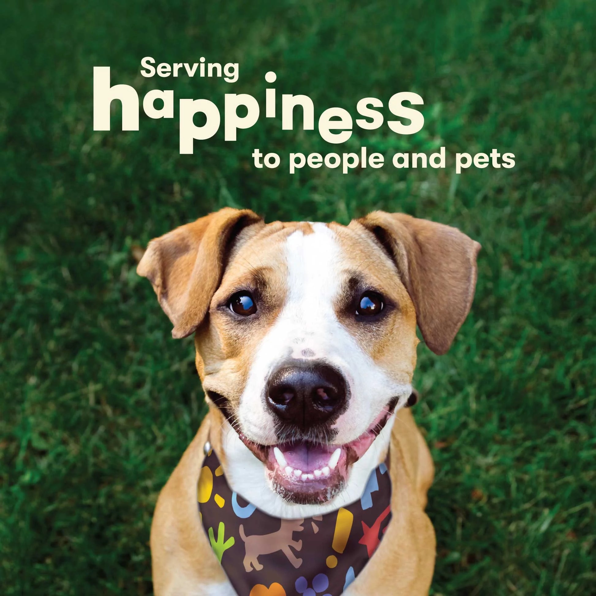 Hide Twists – Chicken Wrapped Rawhide Dog Treats - Small Twist - 2 Pounds